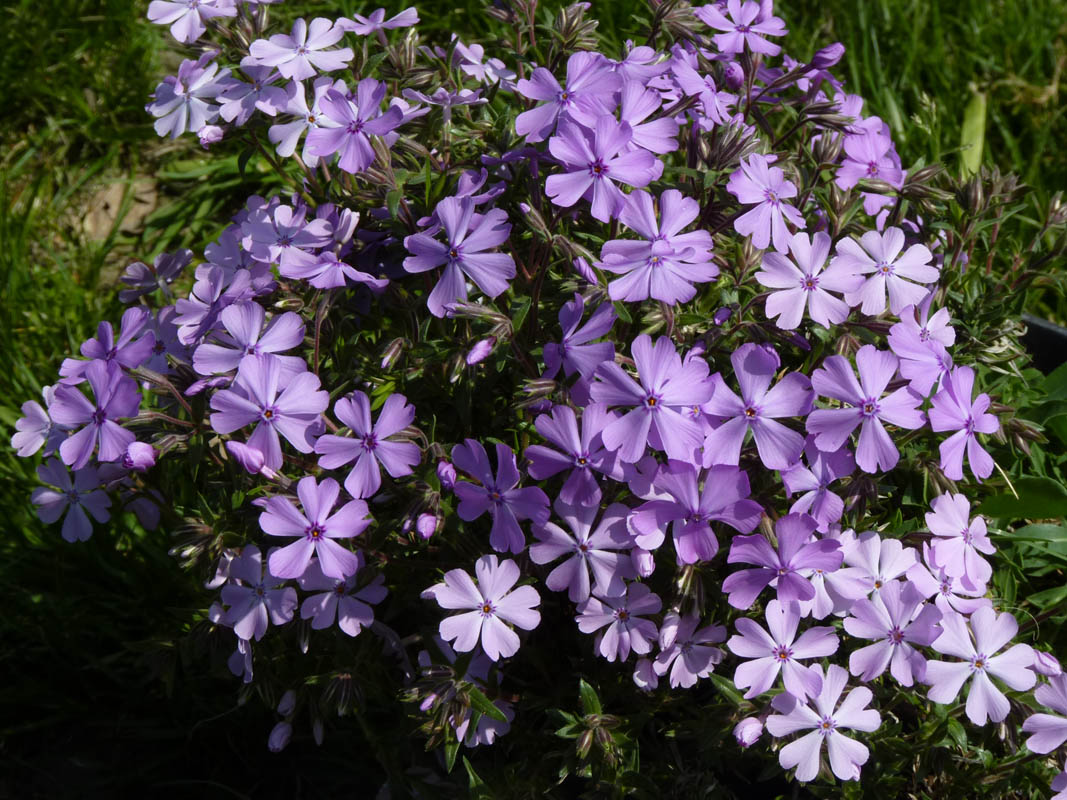 Phlox subulata 'Purple Beauty' photo